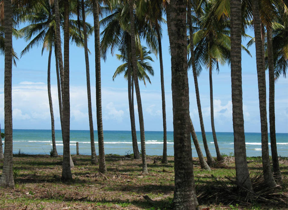 Residência Outeiro, Cria Arquitetura Cria Arquitetura Jardines tropicales