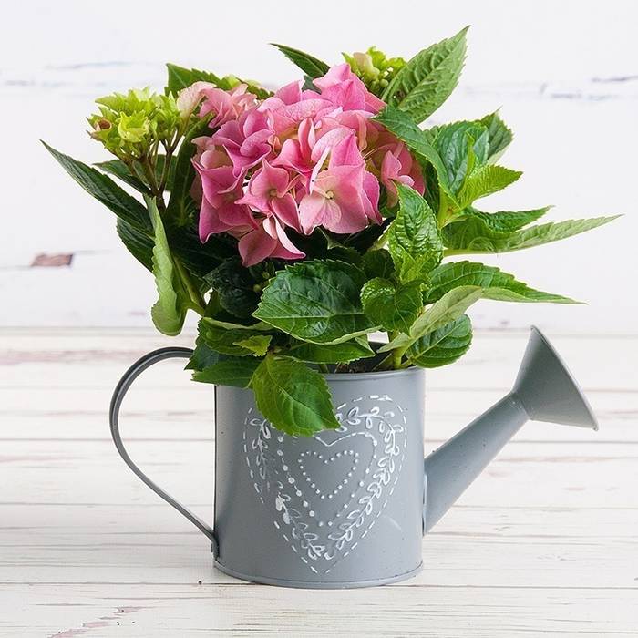 Petite Hydrangea Plant Appleyard London Jardines de estilo moderno Plantas y flores