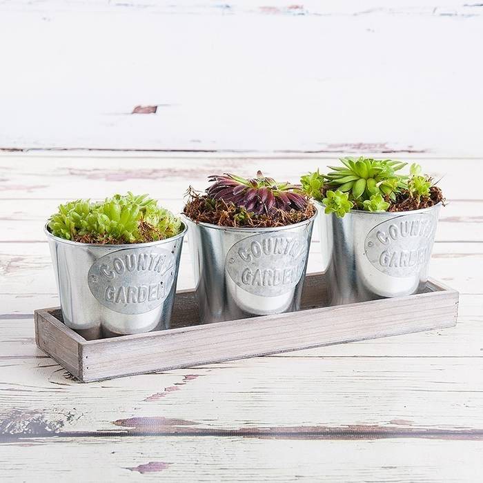 Summer Trio Planter Appleyard London Modern Garden Plants & flowers