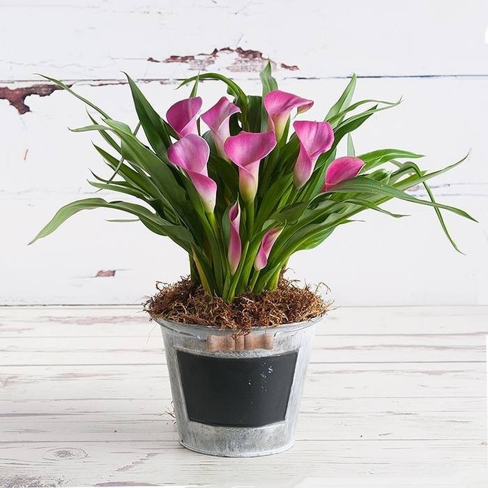 Summer Calla Lily Plant Appleyard London Moderne tuinen Planten & bloemen