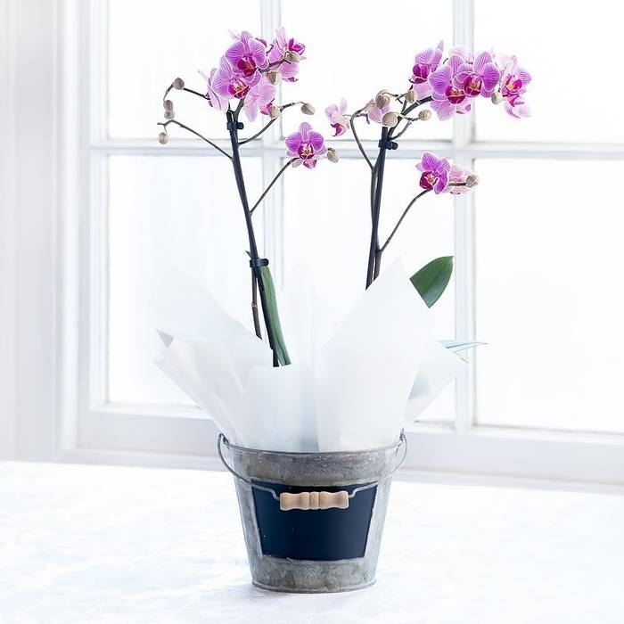 Pink Double Orchid Plant Appleyard London Jardines de estilo moderno Plantas y flores