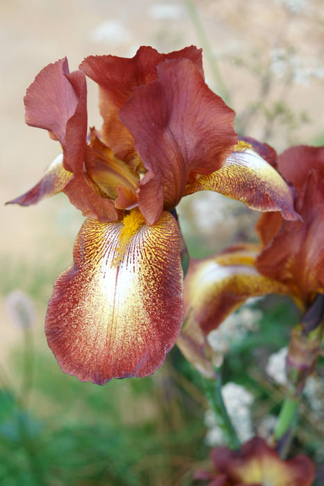 Iris Ruggine Anna Paghera s.r.l. - Green Design Giardino in stile mediterraneo Fiore,Pianta,Petalo,Pianta terrestre,Pianta da fiore,Avvicinamento,Magenta,Pianta annuale,pedicello,Macrofotografia