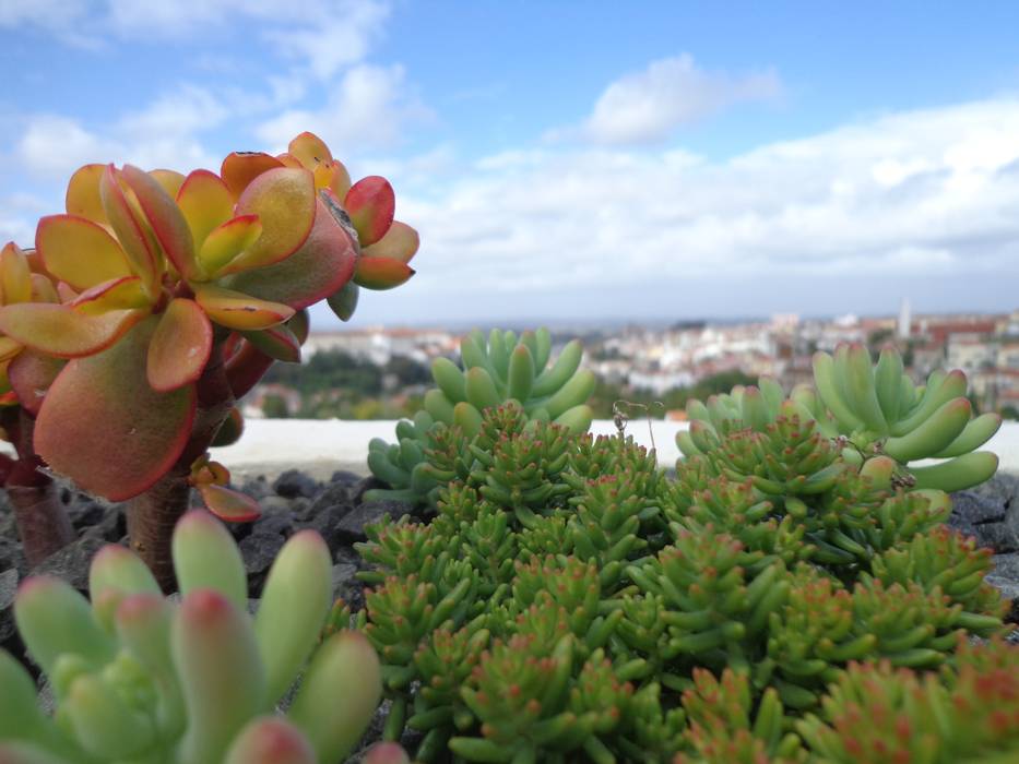 Cumeada Jardins ecléticos por Consigo Interiores Eclético