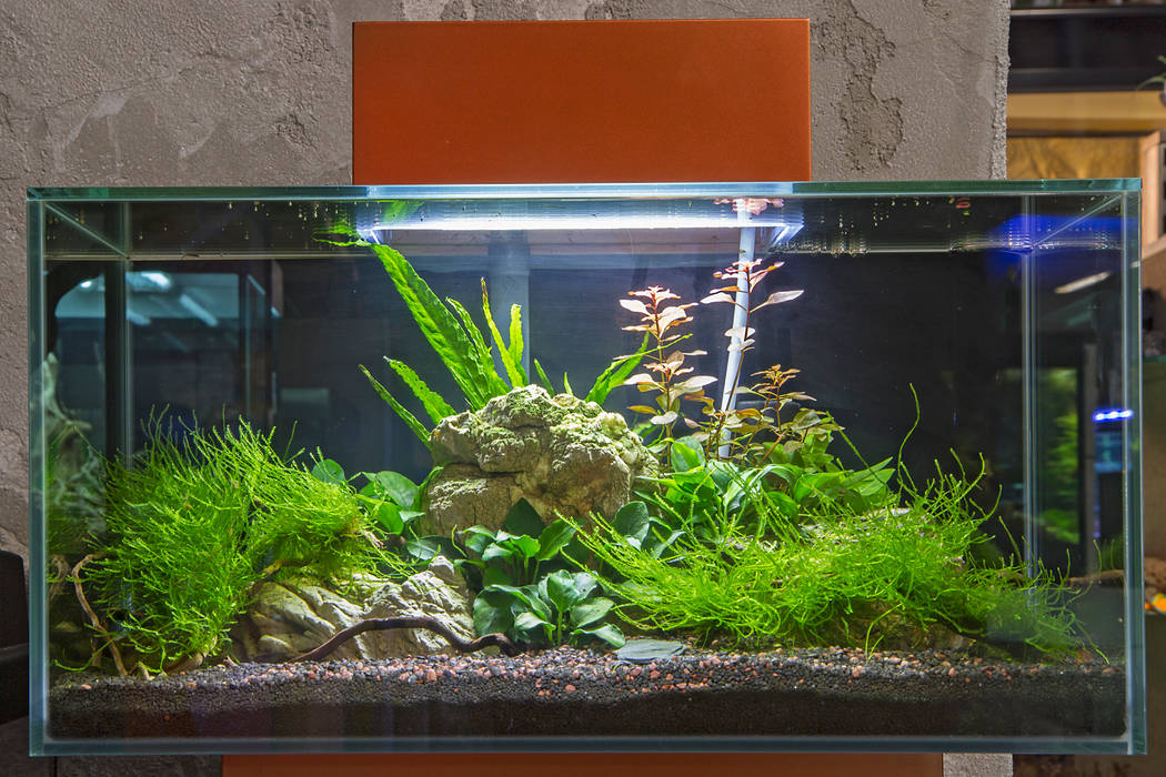 Burdas Tierwelt Von Burdas Tierwelt Gmbh Tropisch Homify
