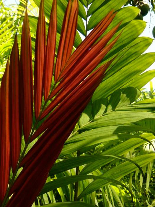 Plantas, Tropical America landscaping Tropical America landscaping สวน