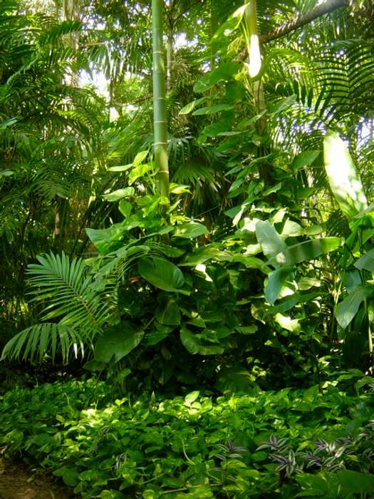 Plantas, Tropical America landscaping Tropical America landscaping Jardines modernos