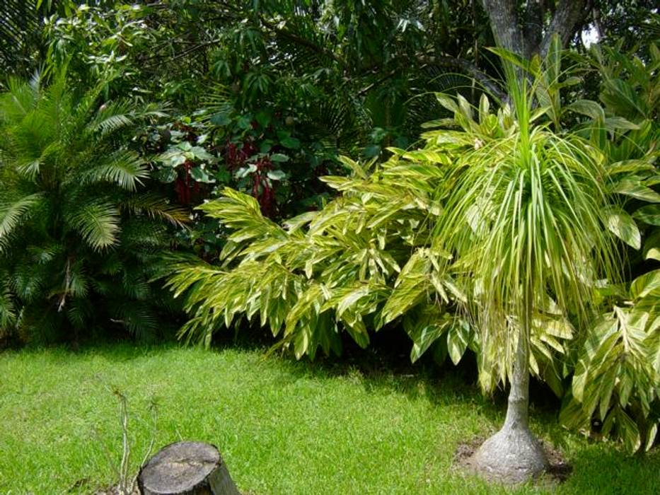 Plantas, Tropical America landscaping Tropical America landscaping Jardines modernos