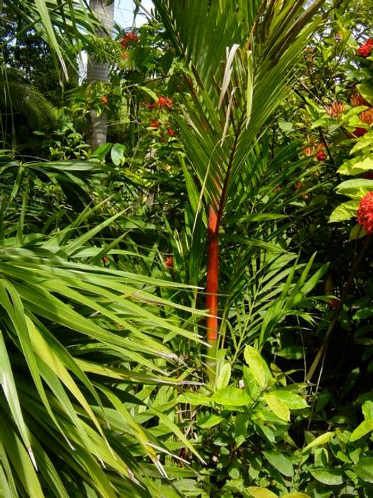 Plantas, Tropical America landscaping Tropical America landscaping Jardines de estilo moderno