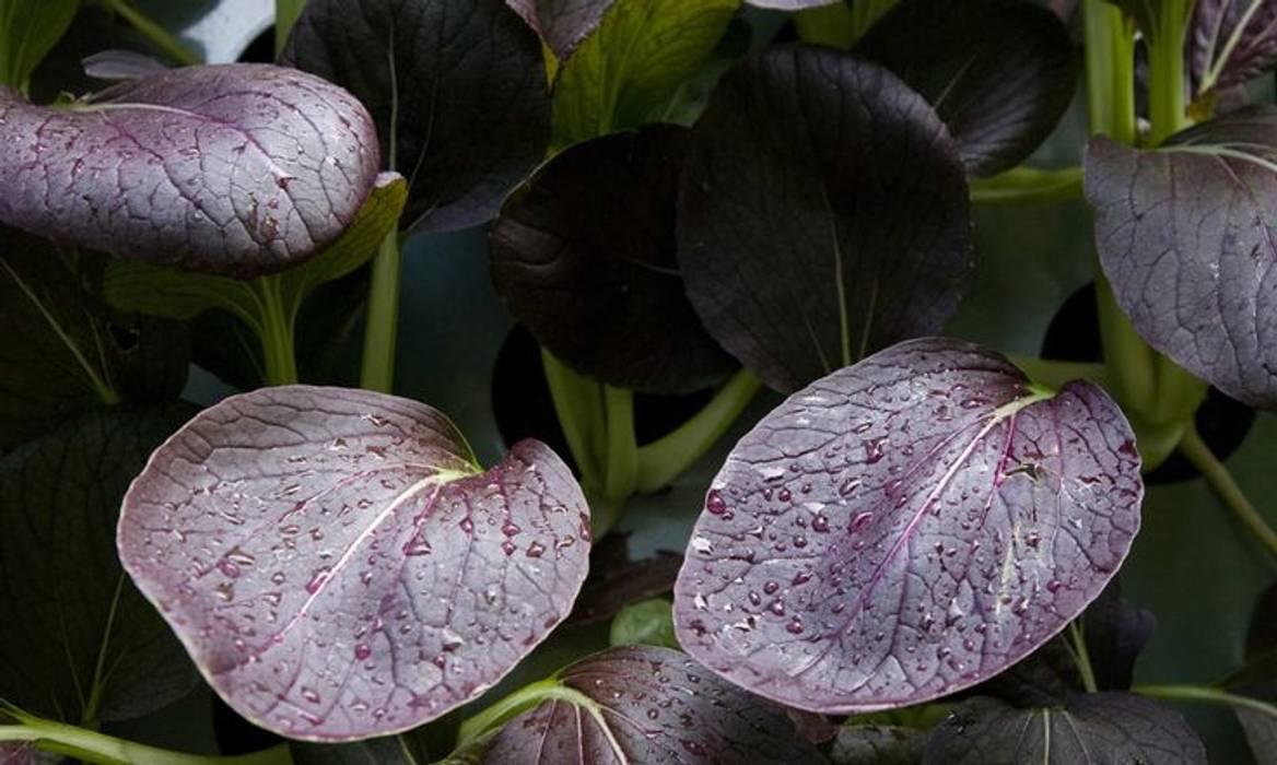 Freshly Prepped: Chelsea Flower Show 2009 Aralia Commercial spaces Wood Wood effect Commercial Spaces