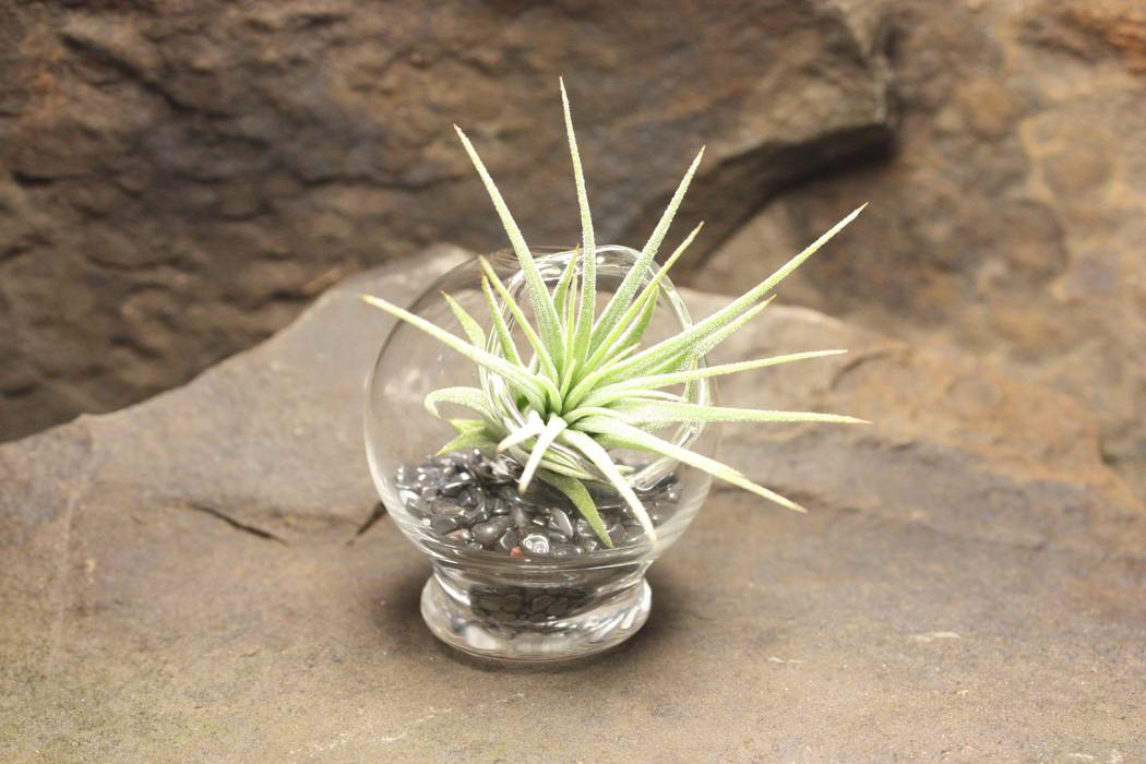 AIR PLANT retro mini Terrarium - kleiner Garten , KLAPPERGLAS KLAPPERGLAS Cửa sổ & cửa ra vào phong cách chiết trung Window decoration