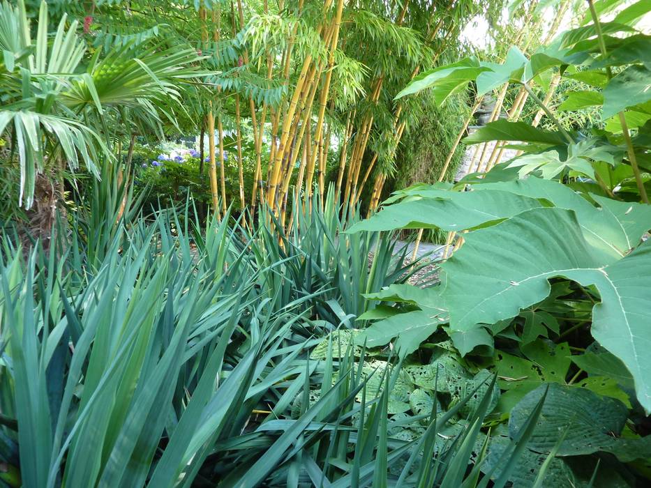 Tropische tuin, Koert Gardening Koert Gardening Jardin tropical