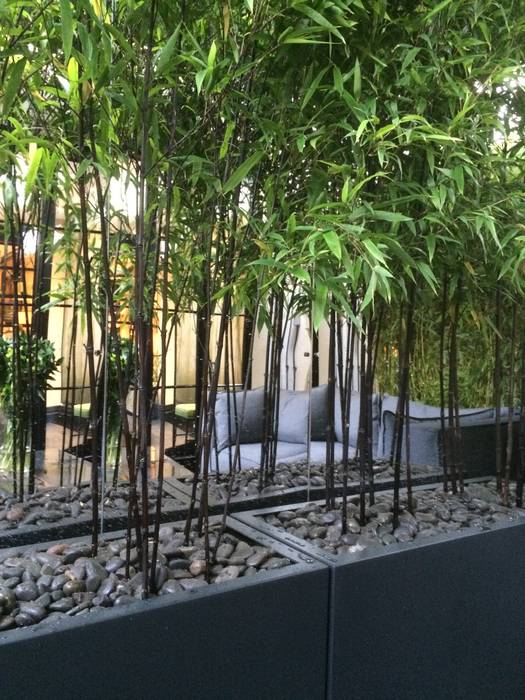 Hays mews modern garden by aralia modern glass | homify
