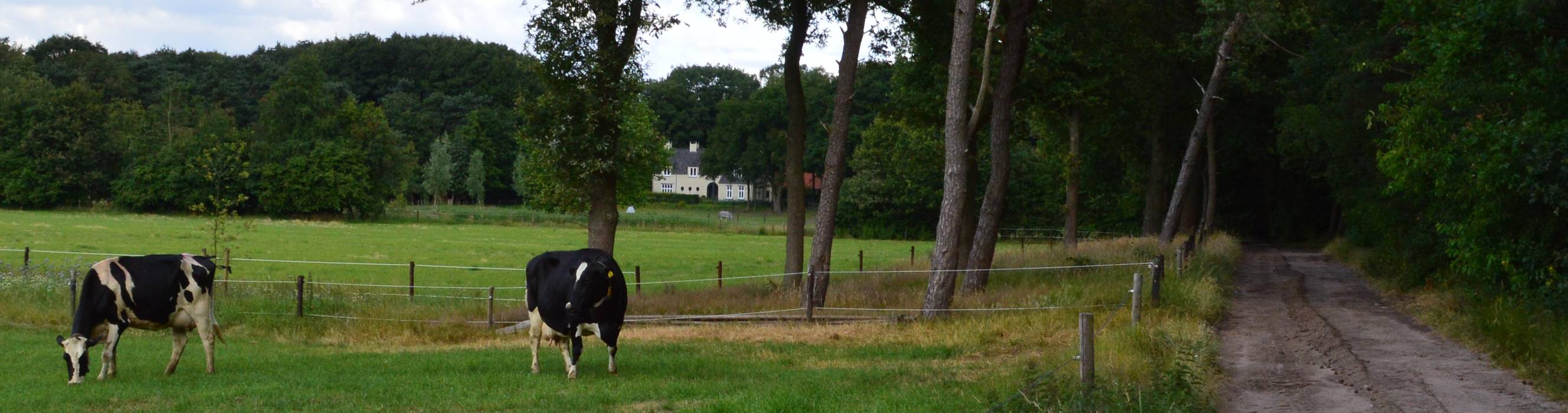 Villa Galder, STROOM architecten STROOM architecten Landelijke tuinen Plant,Boom,werkdier,Gras,Lucht,Natuurlijk landschap,Melkkoe,landdieren,Grasland,Schutting