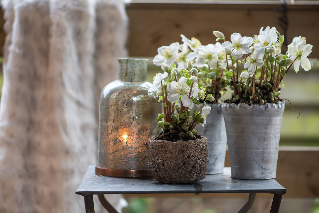 WINTERGARTEN, Pflanzenfreude.de Pflanzenfreude.de Jardin classique