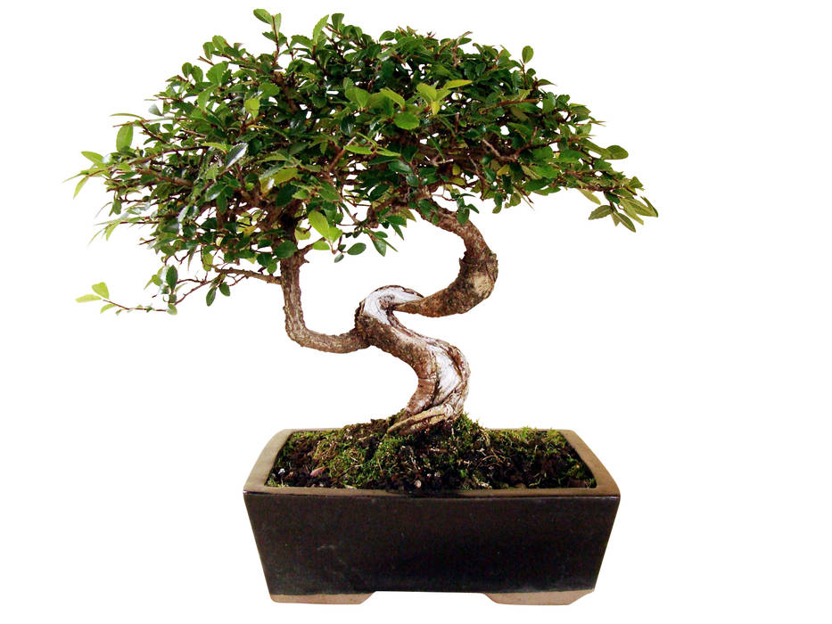 Bonsai chinesische Ulme, Genki-Bonsai Genki-Bonsai 室内花园 室內景觀