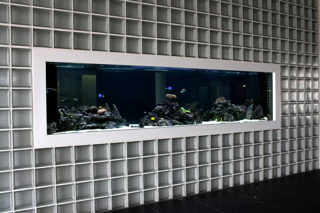 ADn Saltwater aquarium at a private school, ADn Aquarium Design ADn Aquarium Design Casas modernas
