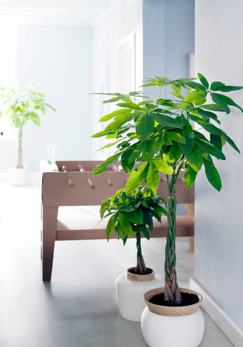 Die Zimmerbäume – Zimmerpflanzen des Monats Januar 2016, Pflanzenfreude.de Pflanzenfreude.de Vườn nội thất Interior landscaping