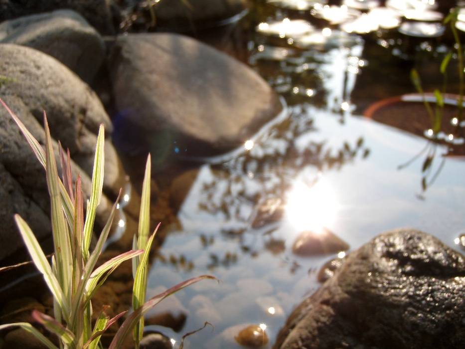 小さな池のある庭 ｜ Kamakura, jardinier Kirikui jardinier Kirikui Jardin original