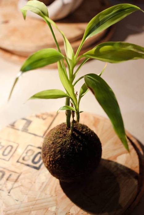 Kokedama Bambu de la Suerte ZoeDecco Jardín interior Paisajismo de interiores