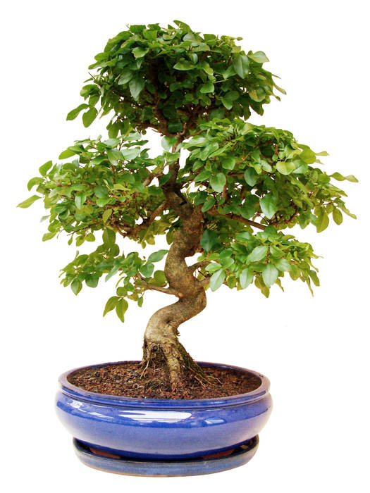 Bonsai, Genki-Bonsai Genki-Bonsai Сад в стиле модерн