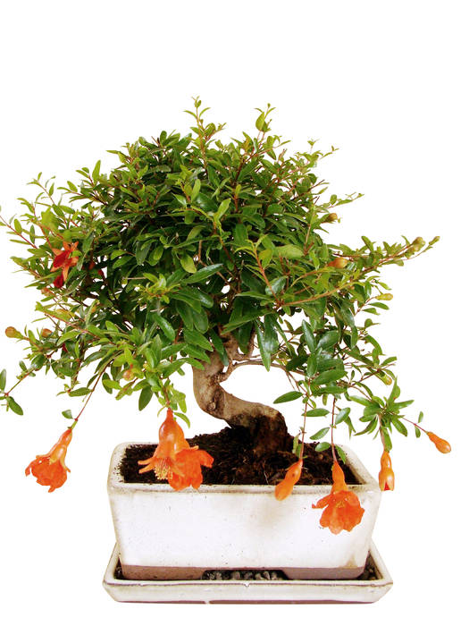 Bonsai, Genki-Bonsai Genki-Bonsai Jardines modernos: Ideas, imágenes y decoración