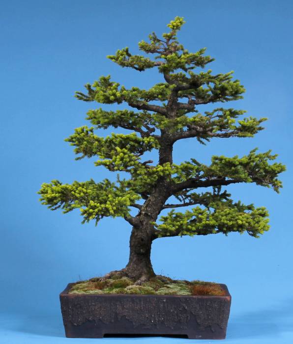 künstlicher bonsai klein Künstlicher Bonsai】Kojiro main image 1