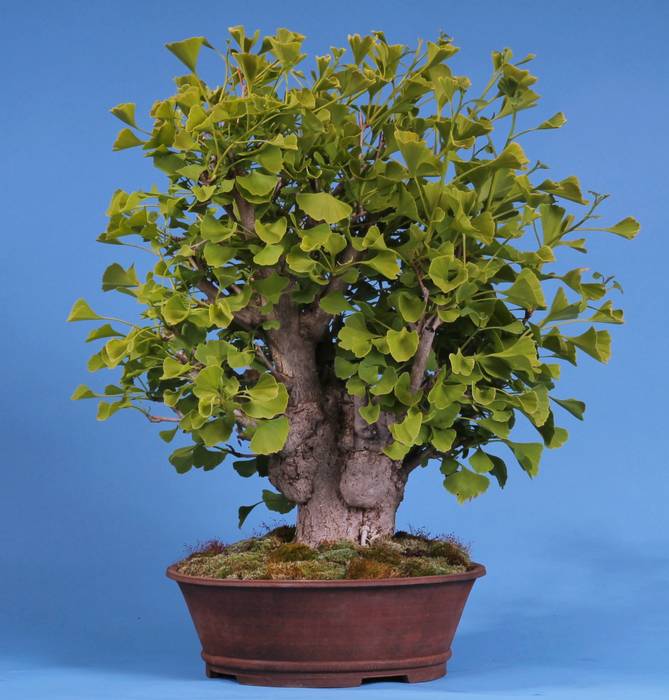 Bonsai , Bonsai-Shopping Bonsai-Shopping حديقة نباتات و زهور