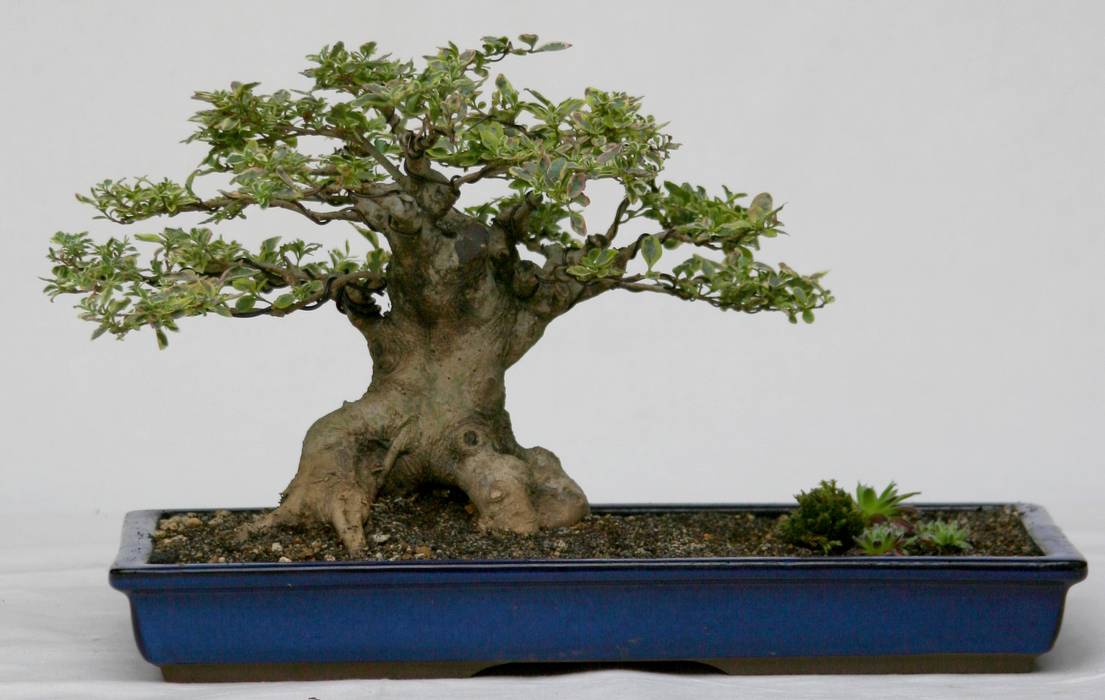 Bonsai  chinesischer liguster | homify