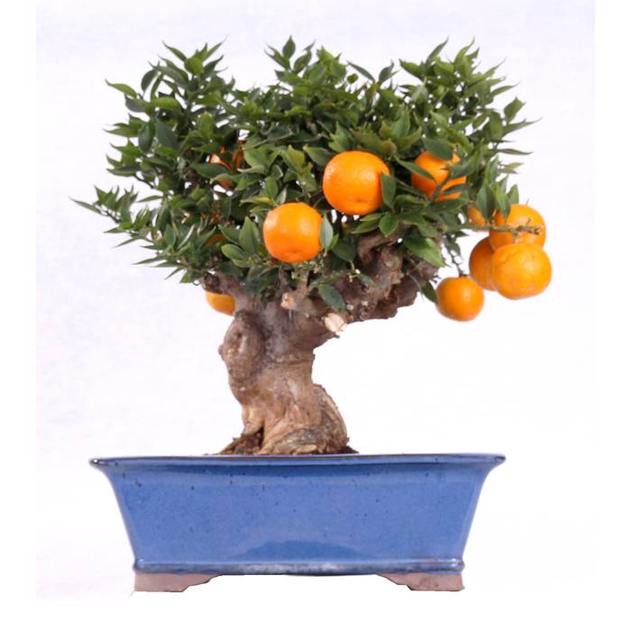 Bonsai - auch für das Zimmer geeignet, Bonsai-Shopping Bonsai-Shopping สวนภายใน ตกแต่งภายใน