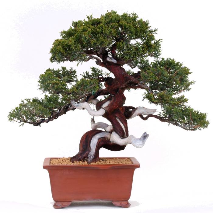 Bonsai - Nadelbäume, Bonsai-Shopping Bonsai-Shopping Asian style garden Plants & flowers