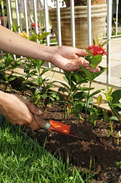 Implantação das ixórias Ecojardim Jardins tropicais Plantas e flores