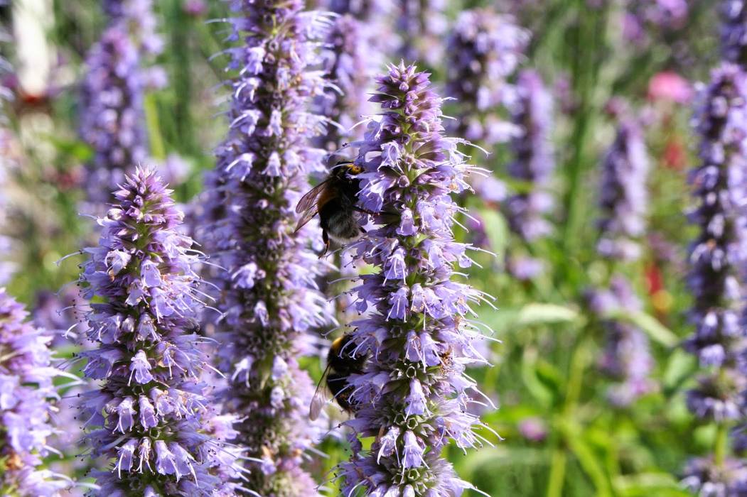 Kleurrijke achtertuin, Carla Wilhelm Carla Wilhelm Garten im Landhausstil