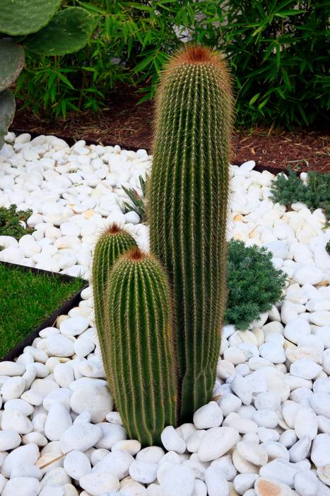 //SALON DE PROVENCE//Jardin inspiration jardin mexicain, CONCEPTUELLES PAYSAGE ET DECORATION CONCEPTUELLES PAYSAGE ET DECORATION Modern style gardens