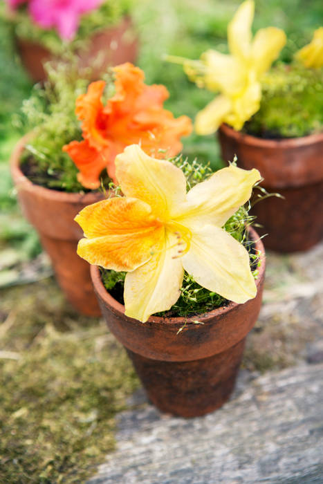 Frühlingsgarten, Pflanzenfreude.de Pflanzenfreude.de Jardines de estilo clásico