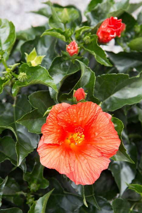 Sommergarten, Pflanzenfreude.de Pflanzenfreude.de Balcones y terrazas clásicos