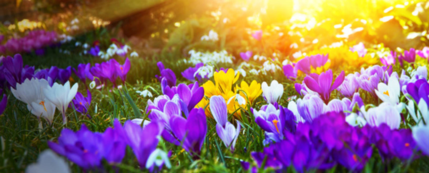 Krokusse in der Sonne GARDOMAT - Die Gartenideenmacher Klassischer Garten