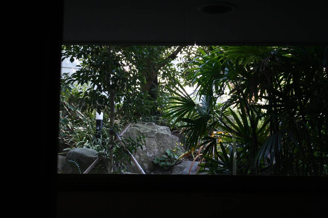 葉山M邸, 庭のクニフジ 庭のクニフジ Modern Garden