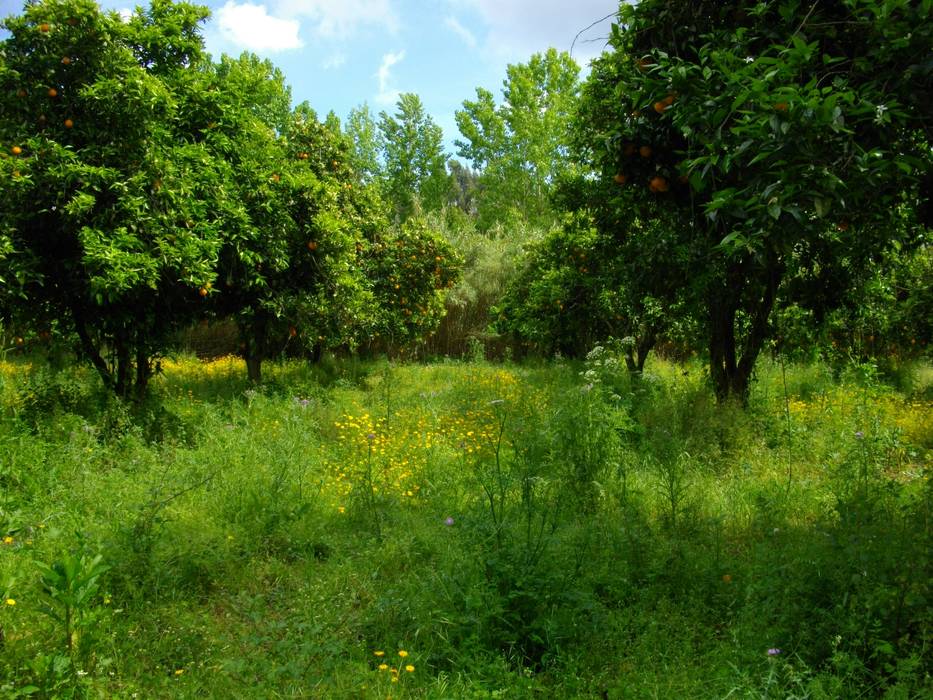 Venda de Quinta na Cidade de Coimbra, Green Lands Green Lands