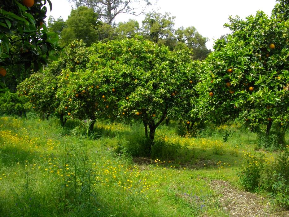 Venda de Quinta na Cidade de Coimbra, Green Lands Green Lands