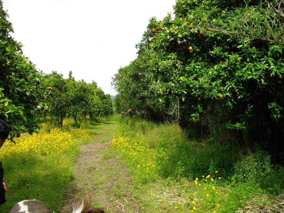 Venda de Quinta na Cidade de Coimbra, Green Lands Green Lands