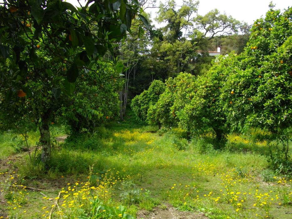 Venda de Quinta na Cidade de Coimbra, Green Lands Green Lands