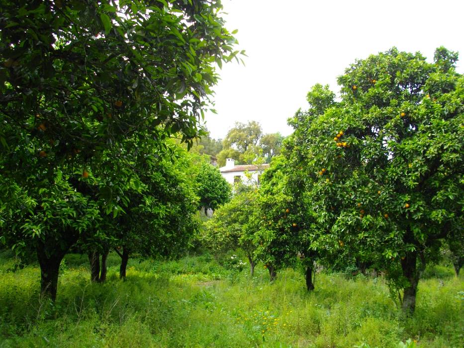 Venda de Quinta na Cidade de Coimbra, Green Lands Green Lands