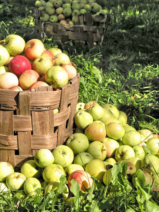 3.A beautiful orchard or greenhouse Sustainevolve Minimalist style garden