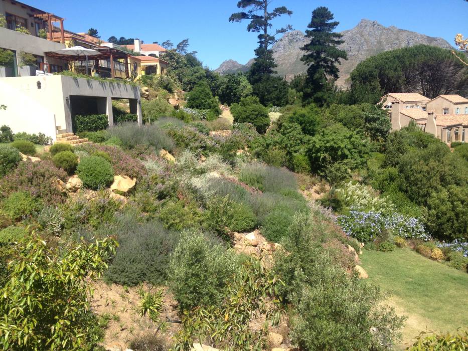 Hout Bay Red Daffodil Mediterranean style garden