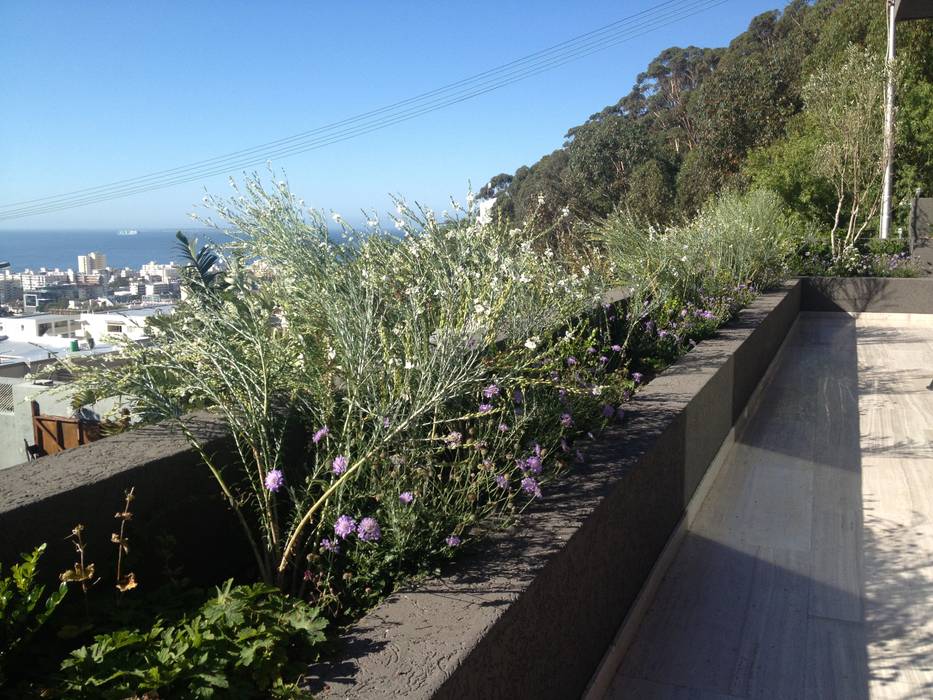 Fresnaye Terrace Red Daffodil Modern terrace