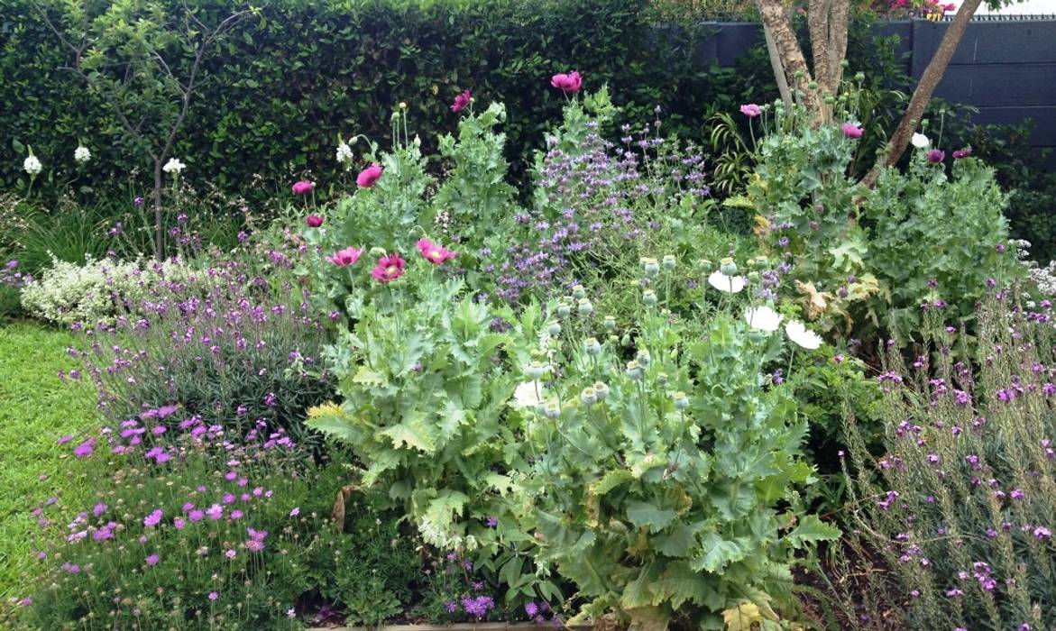 Wild Salvia & Poppy Mix Red Daffodil Colonial style garden