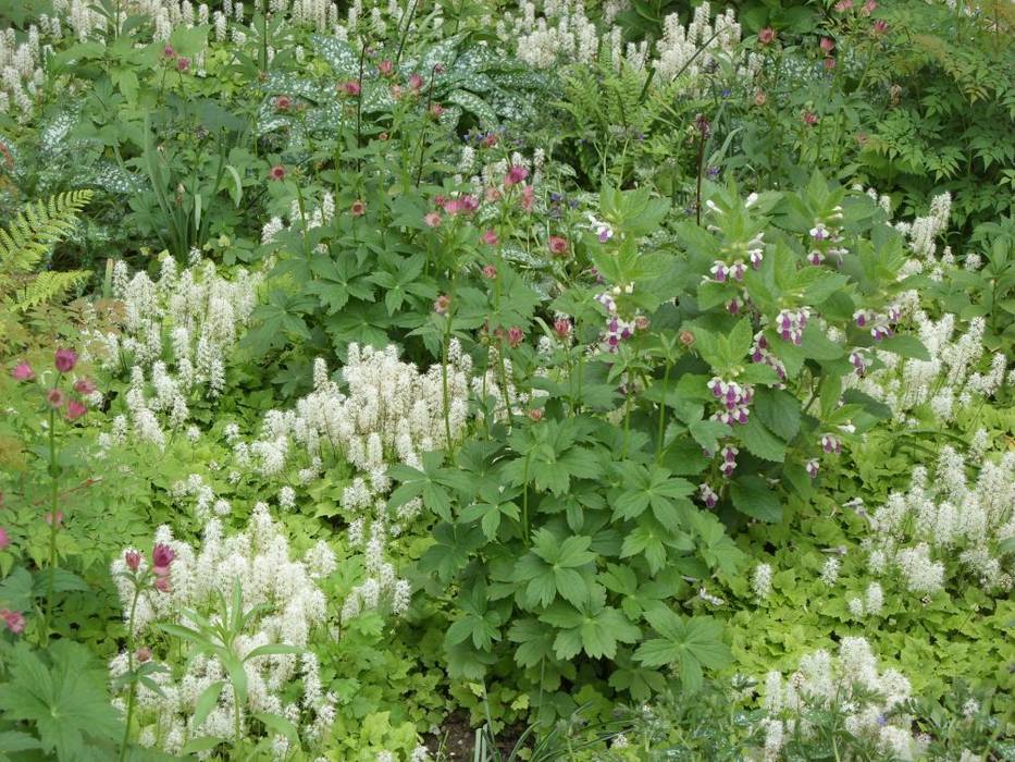 Immenblatt, Sterndolde, Lungenkraut, Schaumblüte, u.a. KAISER + KAISER - Visionen für Freiräume GbR Klassischer Garten Pflanzen und Blumen