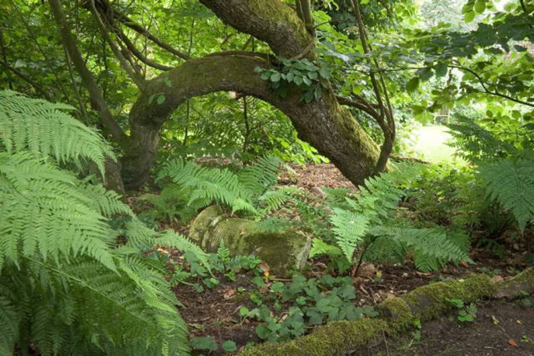 Farngarten: garten von nie gesehene gärten® | homify