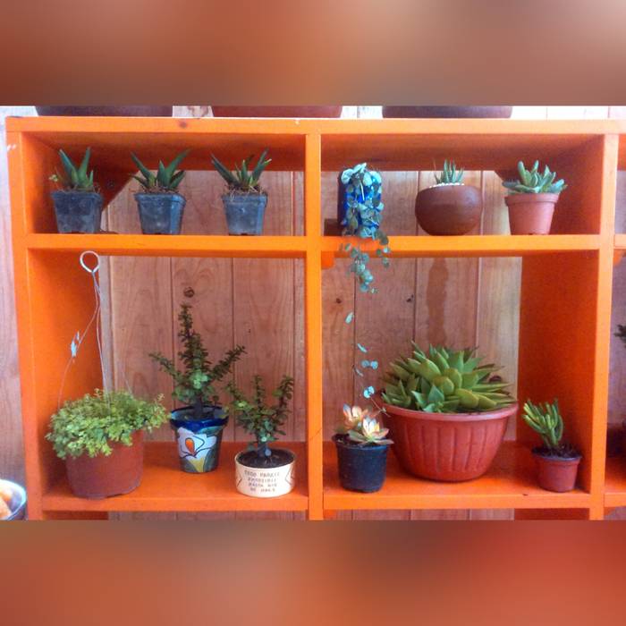 Estante con diferentes variedades de plantas suculentas Conexion Salones eclécticos
