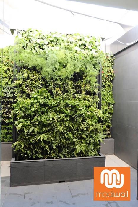 Virgin Active - Menlyn Maine, Modiwall Vertical Gardens Modiwall Vertical Gardens Commercial spaces Vertical Garden,Commercial Spaces